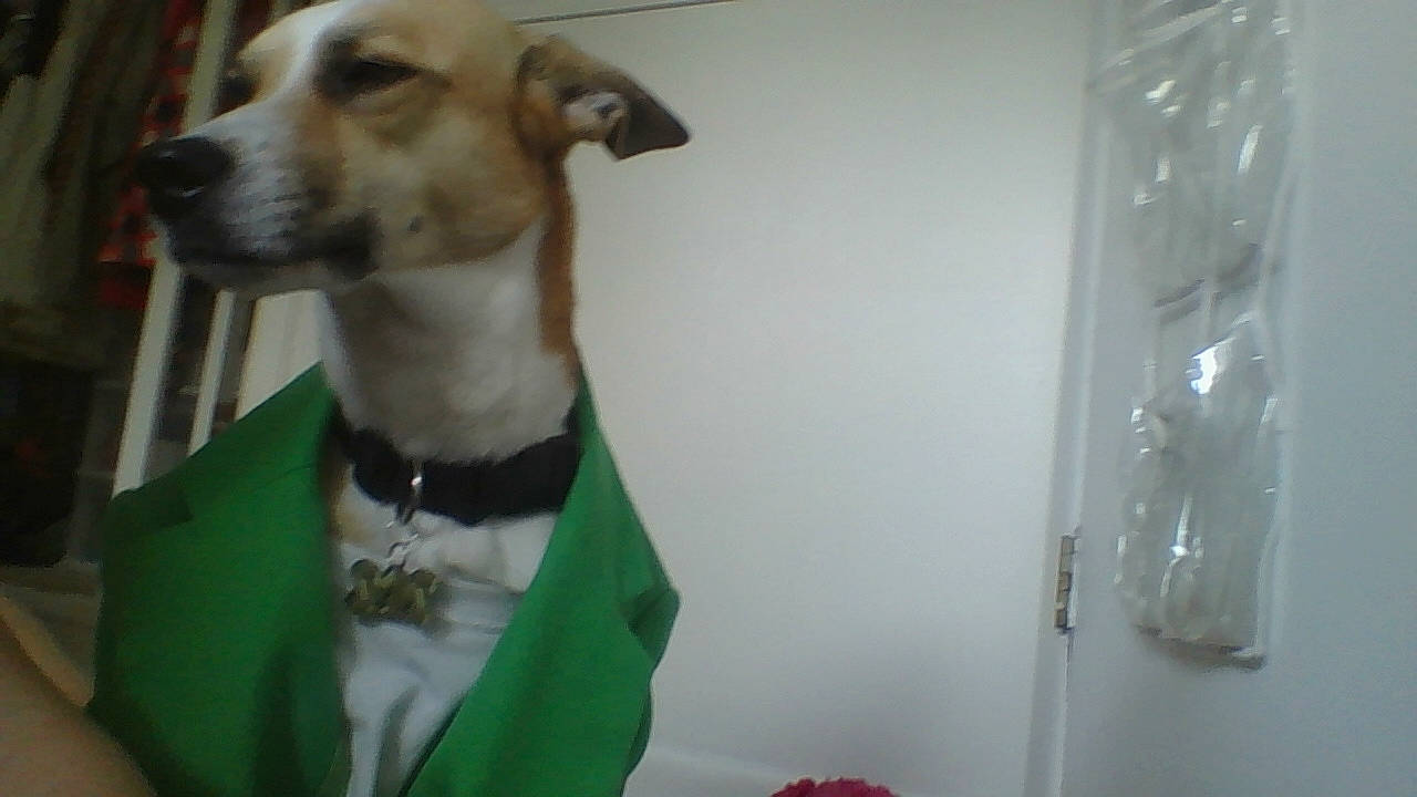 Diamond And Steve joined the competition — help win amazing prizes! azawakh, canidae, carnivore, companion_dog, dog, dog_breed, fawn, galgo_espanol, greyhound, italian_greyhound, jaw, lurcher, magyar_agar, sighthound, sloughi, snout, tie, whippet, whiskers