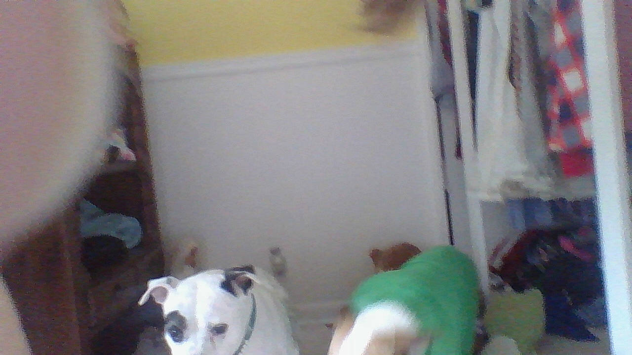 Diamond And Steve joined the competition — help win amazing prizes! american_bulldog, american_pit_bull_terrier, canidae, carnivore, dog, dog_breed, dogo_argentino, dogo_guatemalteco, fawn, guard_dog, mammal, non_sporting_group, pit_bull