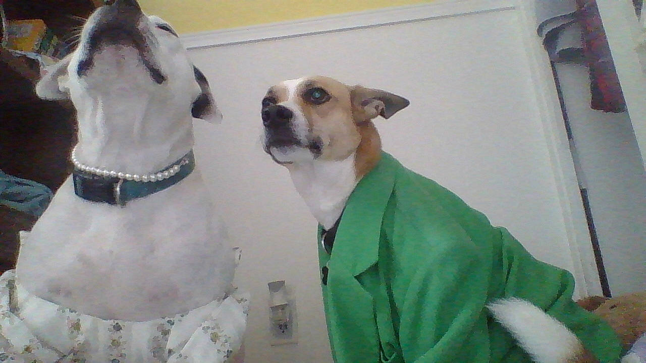 Diamond And Steve joined the competition — help win amazing prizes! canidae, carnivore, companion_dog, dog, dog_breed, fawn, non_sporting_group, rare_breed_dog, snout, sporting_group, whippet