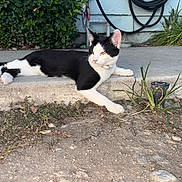 Monroe joined the competition — help win amazing prizes! cat, black_and_white, outdoor, concrete, step, greenery, plants, hose, side_view, resting, animal, pet, feline, paw, relaxed, sunlight, nature, garden, curious, calm