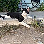 cat, black_and_white, outdoor, concrete, step, greenery, plants, hose, side_view, resting, animal, pet, feline, paw, relaxed, sunlight, nature, garden, curious, calm