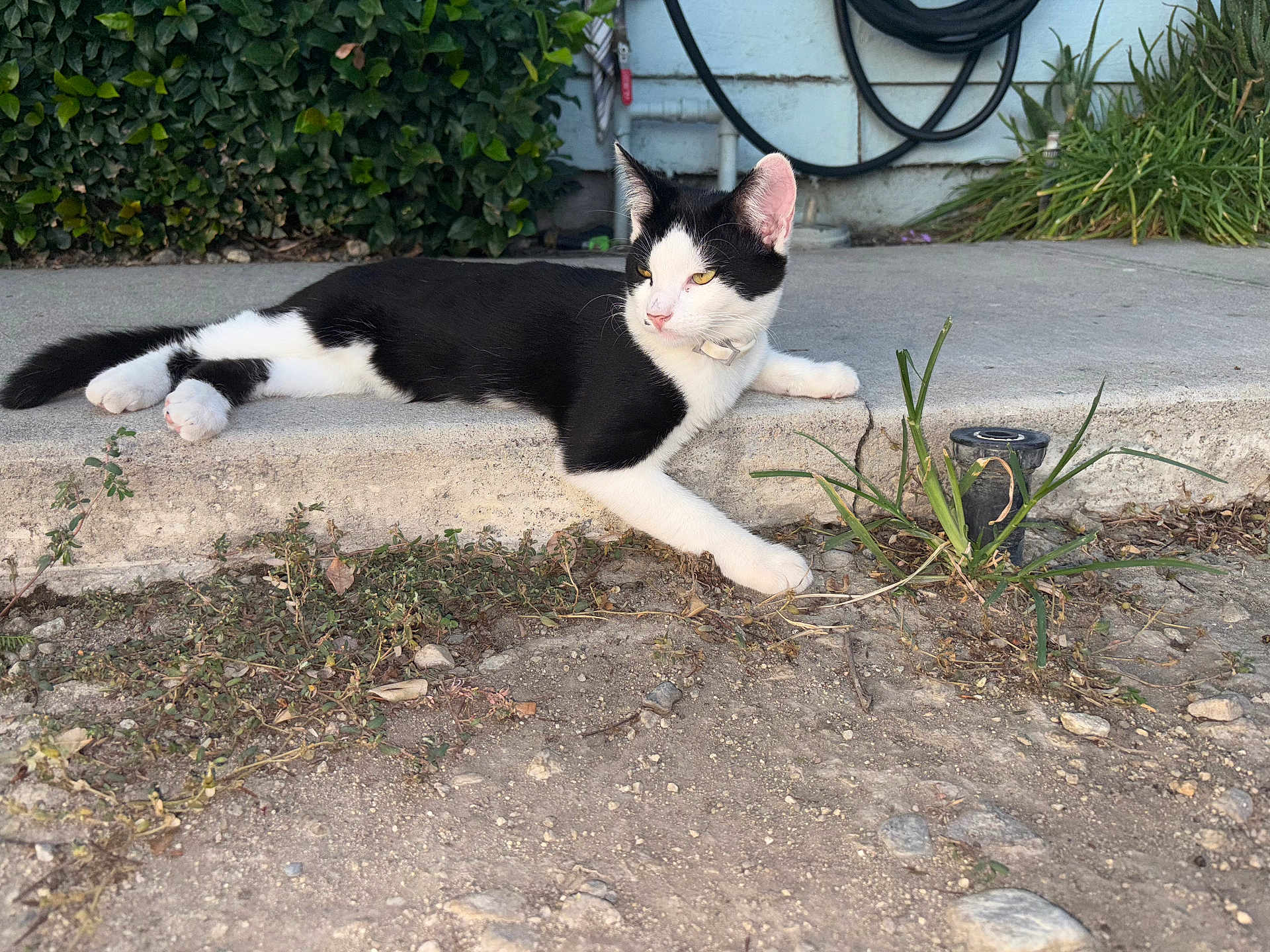 Monroe joined the competition — help win amazing prizes! cat, black_and_white, outdoor, concrete, step, greenery, plants, hose, side_view, resting, animal, pet, feline, paw, relaxed, sunlight, nature, garden, curious, calm