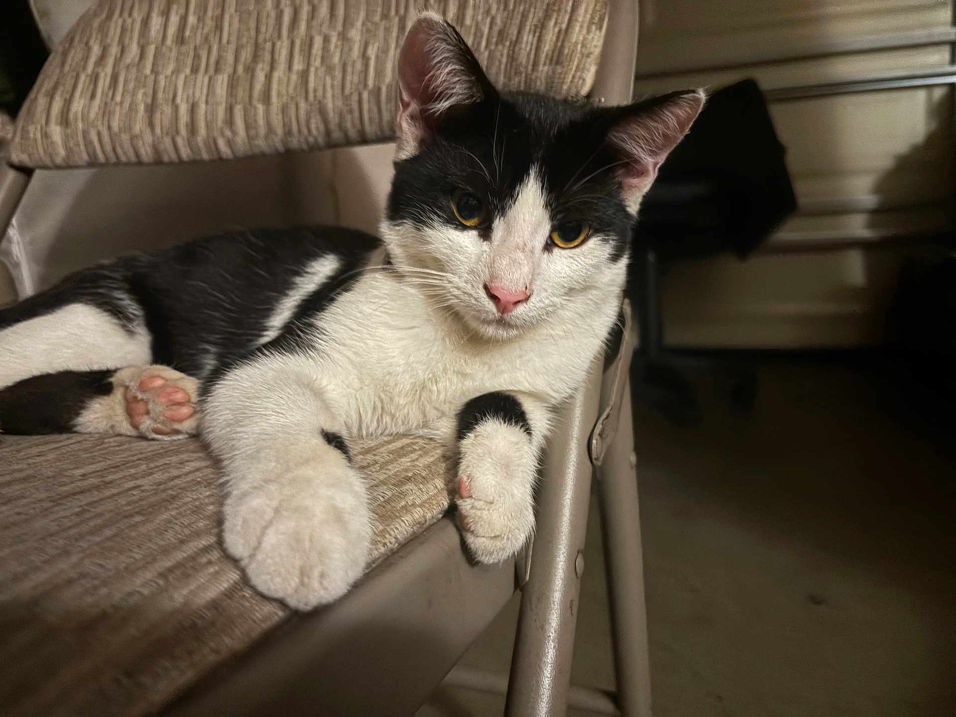 Felix