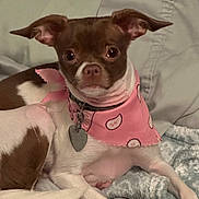 Nala Huchingson is registered to the contest to win money with this photo: dog, small_dog, brown_and_white, bandana, pink_bandana, heart_tag, pet, cute, cozy, blanket, pillow, indoor, relaxed, animal, companion, ears, fur, lying_down, looking_at_camera, portrait