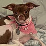 dog, small_dog, brown_and_white, bandana, pink_bandana, heart_tag, pet, cute, cozy, blanket, pillow, indoor, relaxed, animal, companion, ears, fur, lying_down, looking_at_camera, portrait