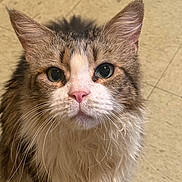 Rex is registered to the contest to win money with this photo: animal, brown_and_white, cat, close_up, curious, cute, domestic_cat, ears, face, feline, floor, fluffy, fur, indoor, looking_up, pet, portrait, tabby, wet_fur, whiskers