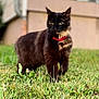cat, black_cat, animal, pet, grass, outdoor, collar, green, nature, feline, cute, alert, fur, mammal, whiskers, domestic_animal, portrait, standing, looking_away, daylight