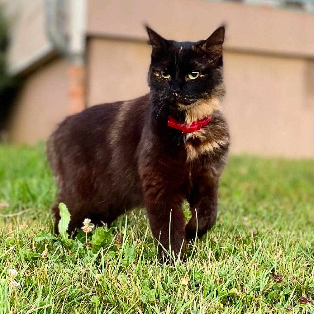 Bagou a rejoint le concours — aidez-le/la à gagner de superbes lots ! alert, animal, black_cat, cat, collar, cute, daylight, domestic_animal, feline, fur, grass, green, looking_away, mammal, nature, outdoor, pet, portrait, standing, whiskers
