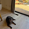 Bahmi is registered to the contest to win money with this photo: dog, pug, black_dog, pet, animal, tongue_out, lying_down, indoor, home, wood_floor, glass_door, curtain, sunlight, patio, deck, outdoor_chairs, potted_plants, small_pool, interior, portrait