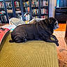 dog, pug, black_dog, pet, animal, lying_down, lounging, tongue_out, wrinkles, living_room, ottoman, furniture, bookshelf, books, television, rug, cushion, indoor, home, portrait