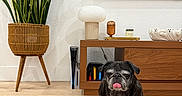 Bahmi joined the competition — help win amazing prizes! dog, pug, black_dog, pet, sitting, tongue_out, wrinkled_face, portrait, indoor, living_room, rug, houseplant, snake_plant, wooden_furniture, console_table, lamp, television, home_decor, animal, funny