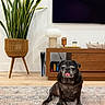 dog, pug, black_dog, pet, sitting, tongue_out, wrinkled_face, portrait, indoor, living_room, rug, houseplant, snake_plant, wooden_furniture, console_table, lamp, television, home_decor, animal, funny