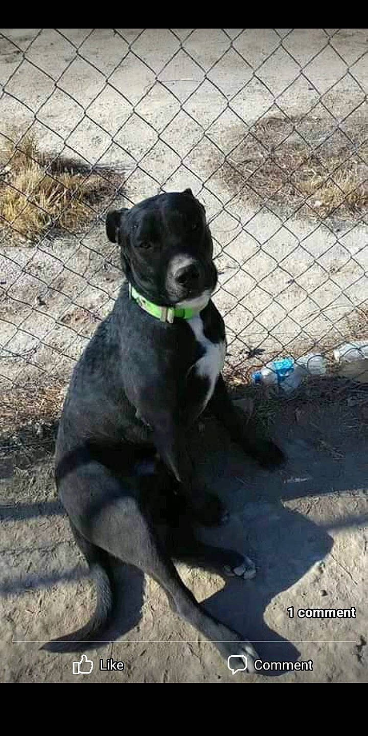 Buster joined the competition — help win amazing prizes! canidae, carnivore, collar, companion_dog, dog, dog_breed, dog_collar, dog_supply, fawn, fence, gun_dog, leash, mesh, pet_supply, snout, sporting_group, tail, terrestrial_animal, wire_fencing, working_animal