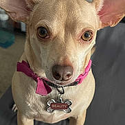 Beauty is registered to the contest to win money with this photo: animal, background, bow, brown, canine, chihuahua, close_up, collar, cute, dog, domestic, ears, face, fur, household_items, indoor, looking_at_camera, pet, sitting, small_dog