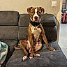 dog, brown_dog, white_markings, sitting, couch, indoor, pet, canine, looking_at_camera, collar, living_room, furniture, wall, household, domestic, animal, paw, tail, ears, expression