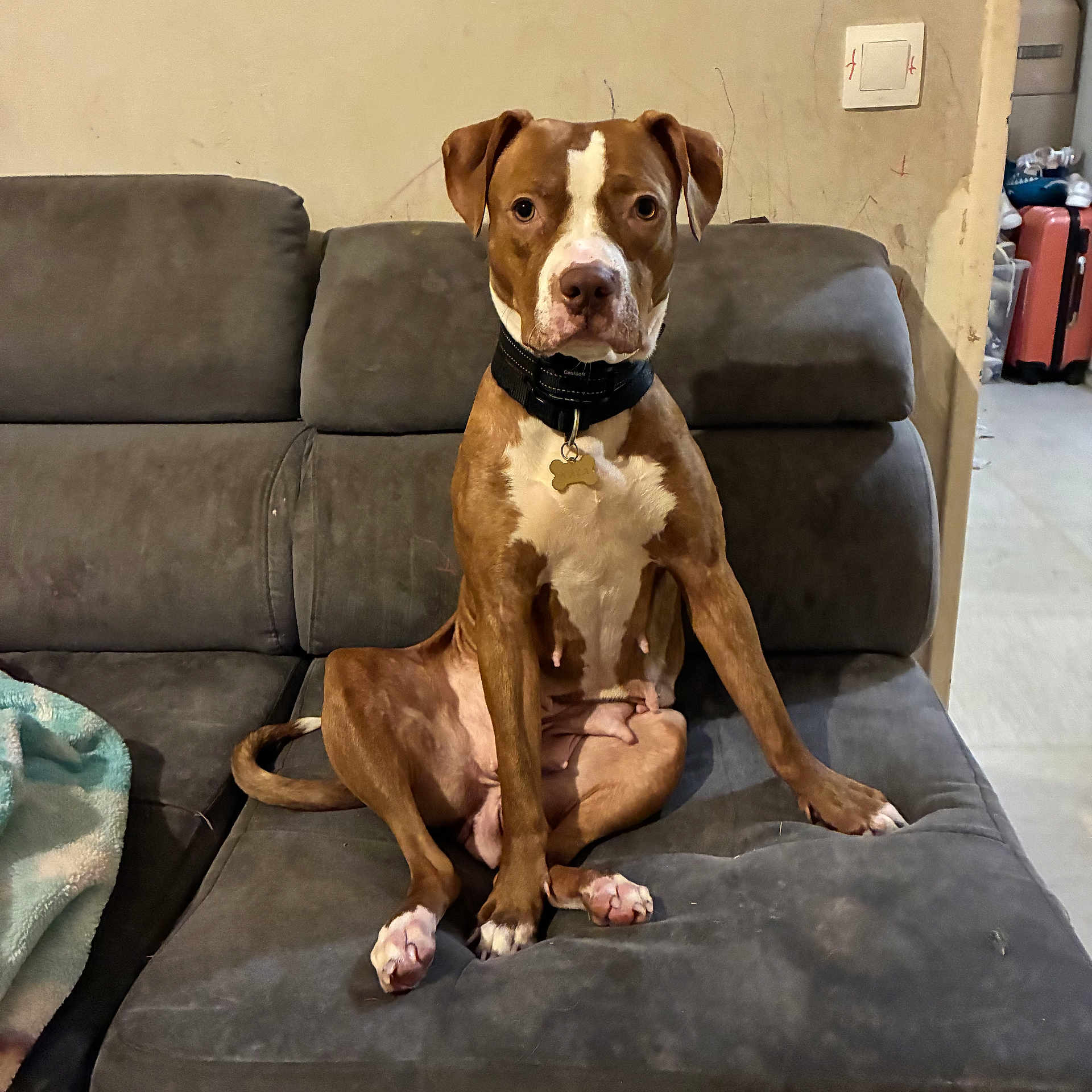 Nala participe au concours pour gagner de l'argent avec cette photo : animal, brown_dog, canine, collar, couch, dog, domestic, ears, expression, furniture, household, indoor, living_room, looking_at_camera, paw, pet, sitting, tail, wall, white_markings