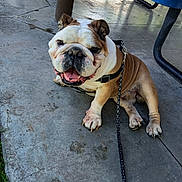 Bubba joined the competition — help win amazing prizes! animal, bulldog, canine, companion, concrete, daylight, dog, happy, leash, metal_bench, outdoor, park, pavement, paw_prints, pet, picnic_table, resting, shaded, sitting, tongue_out