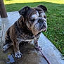 animal, bulldog, canine, collar, concrete, daylight, dog, fence, grass, leash, outdoor, park, paw, pet, playground, shade, sitting, snout, tree, wrinkles
