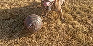 Beatrice is registered to the contest to win money with this photo: animal, basketball, bulldog, collar, cute, daytime, dog, dry_grass, field, friendly, grass, happy, mammal, outdoor, panting, pet, playing, sport, sunlight, tongue_out