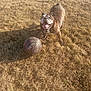 animal, basketball, bulldog, collar, cute, daytime, dog, dry_grass, field, friendly, grass, happy, mammal, outdoor, panting, pet, playing, sport, sunlight, tongue_out