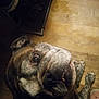 Beatrice is registered to the contest to win money with this photo: animal, black, brindle, brown, canine, close_up, companion, cute, dog, domestic, floor, indoor, looking_up, mammal, paw, pet, portrait, shoe_rack, slipper, wooden_floor