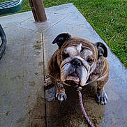 Beatrice joined the competition — help win amazing prizes! bulldog, dog, pet, leash, concrete, wet_surface, green_grass, outdoor, patio, animal, canine, fence, daylight, nature, park, closeup, sitting, looking_up, brown_dog, wrinkled_face