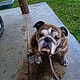 bulldog, dog, pet, leash, concrete, wet_surface, green_grass, outdoor, patio, animal, canine, fence, daylight, nature, park, closeup, sitting, looking_up, brown_dog, wrinkled_face