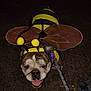 Beatrice is registered to the contest to win money with this photo: animal, antenna, bee_costume, black, bulldog, costume, cute, dog, funny, happy, leash, night, outdoor, panting, pavement, pet, pom_pom, portrait, wings, yellow