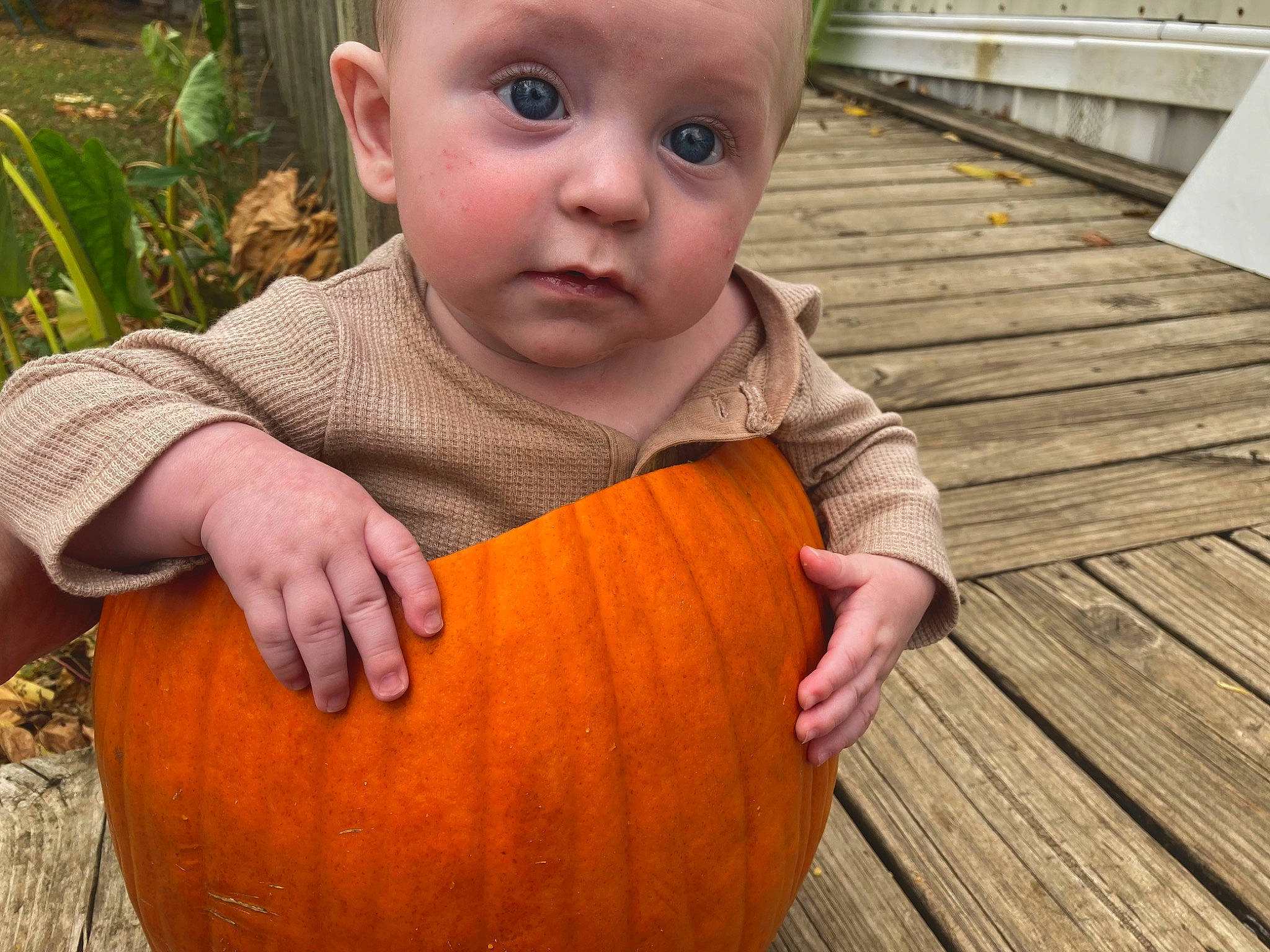 Silas joined the competition — help win amazing prizes! arm, baby_toddler_clothing, calabaza, cheek, cucurbita, dress, eye, face, hand, head, human_body, iris, mouth, nose, orange, organ, people_in_nature, person, plant, pumpkin