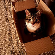 Chunky is registered to the contest to win money with this photo: cat, tabby, cardboard_box, carpet, indoor, pet, feline, curious, whiskers, ears, eyes, paws, animal, domestic, cute, box, texture, brown, white, sitting