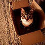 cat, tabby, cardboard_box, carpet, indoor, pet, feline, curious, whiskers, ears, eyes, paws, animal, domestic, cute, box, texture, brown, white, sitting