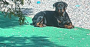Remi is registered to the contest to win money with this photo: dog, outdoor, green_mat, pebbles, fence, plants, sunlight, shadow, black_dog, tan_markings, resting, canine, yard, nature, relaxing, summer, pet, animal, quiet, garden