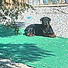animal, black_dog, canine, dog, fence, garden, green_mat, nature, outdoor, pebbles, pet, plants, quiet, relaxing, resting, shadow, summer, sunlight, tan_markings, yard