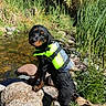 Remi joined the competition — help win amazing prizes! puppy, dog, life_jacket, wet, rock, stream, water, nature, outdoor, greenery, grass, plants, sunny, blue_sky, animal, pet, cute, adventure, young_dog, playful