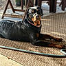 animal, black, brown, canine, collar, daylight, dog, furniture, garden, greenery, laying_down, outdoor, pet, porch, quiet, relaxed, rottweiler, rug, sunlight, texture