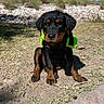 Remi joined the competition — help win amazing prizes! puppy, dog, wet_fur, outdoor, dirt, grass, sunlight, collar, nature, blue_sky, rocks, bushes, shadow, cute, pet, animal, young_dog, brown_and_black, sitting, serious_expression