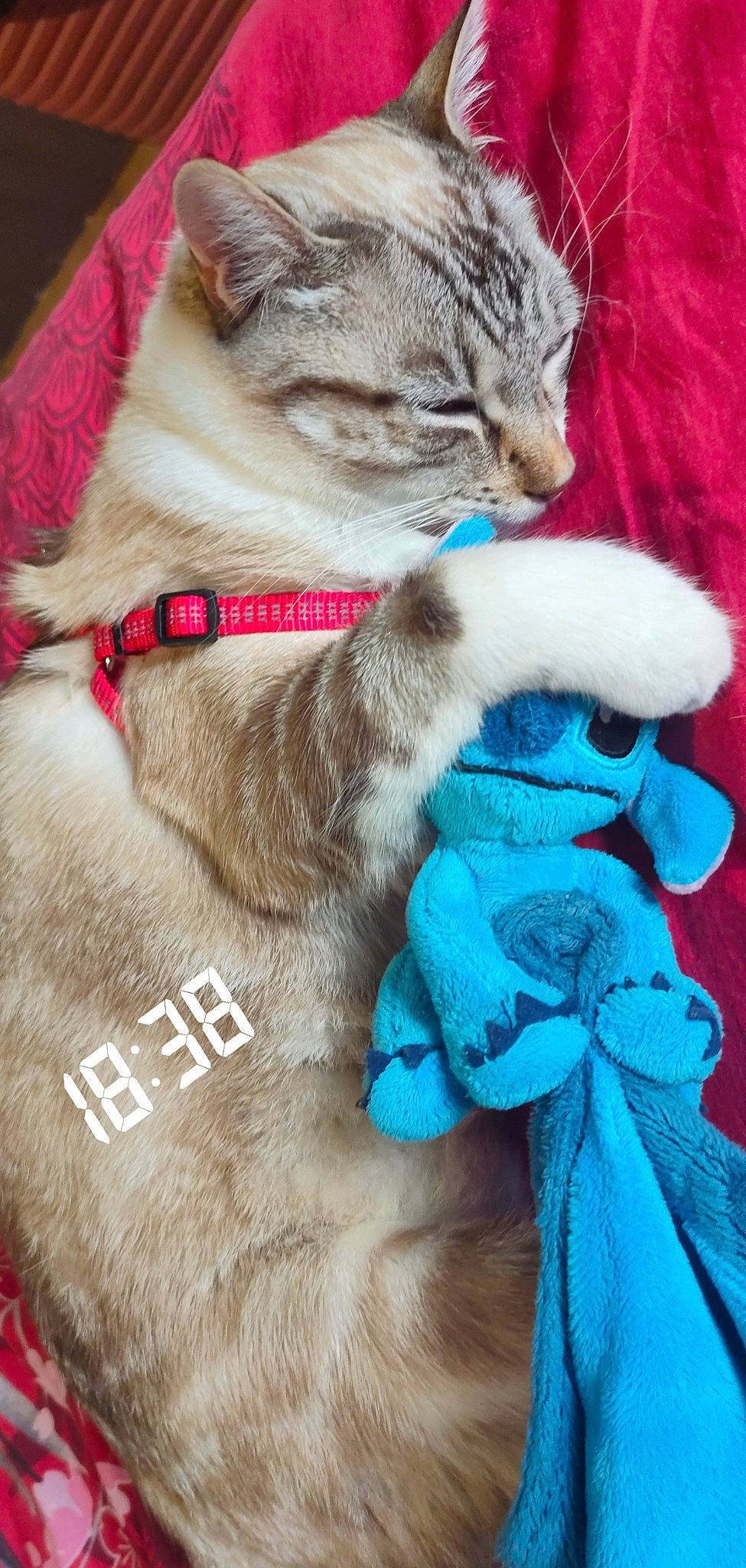 Simbou participe au concours pour gagner de l'argent avec cette photo : blue, carnivore, cat, claw, collar, domestic_short_haired_cat, electric_blue, fashion_accessory, fawn, felidae, fur, fur_clothing, leash, paw, small_to_medium_sized_cats, snout, tail, textile, whiskers, wrinkle