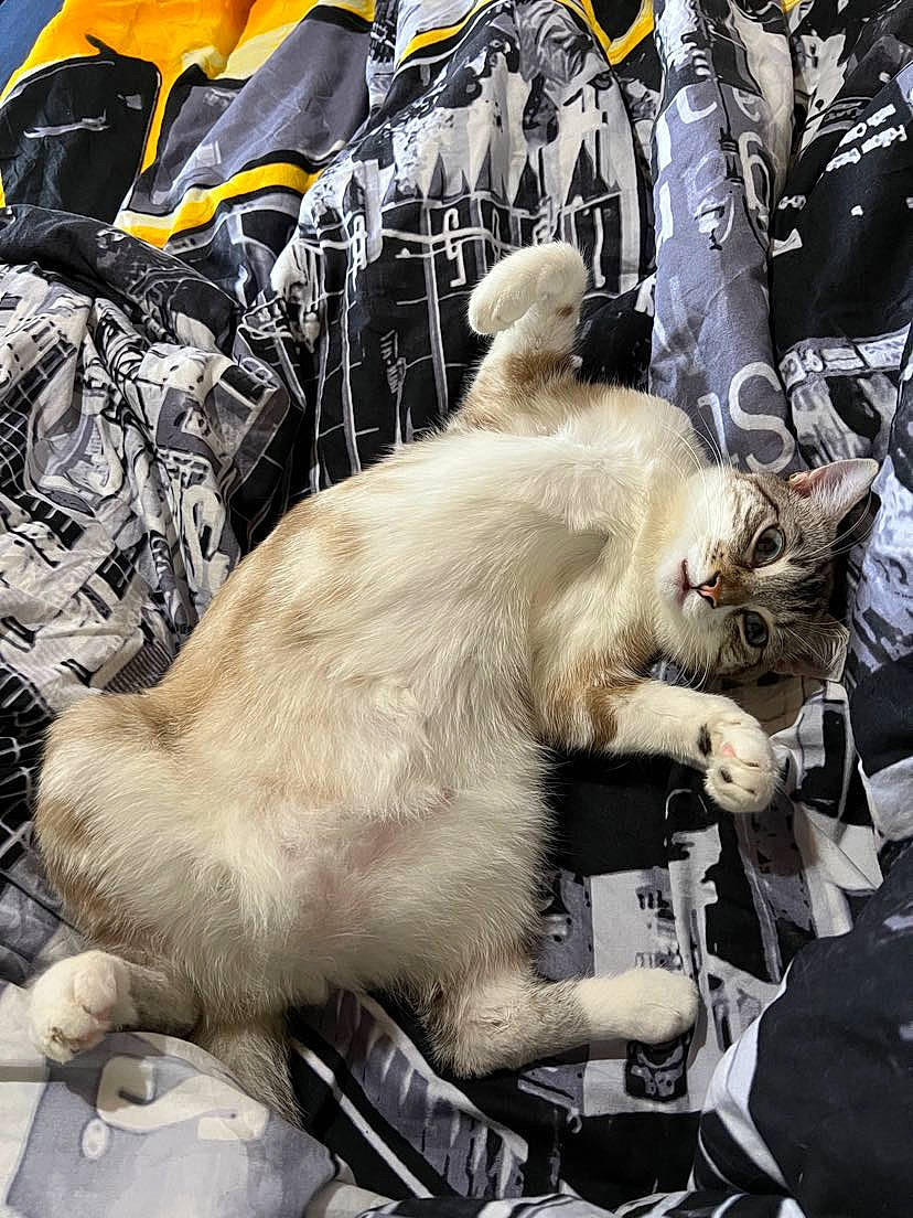 Simbou a rejoint le concours — aidez-le/la à gagner de superbes lots ! auto_part, carnivore, cat, collar, companion_dog, fang, felidae, fur, metal, motor_vehicle, small_to_medium_sized_cats, snout, street_fashion, terrestrial_animal, whiskers