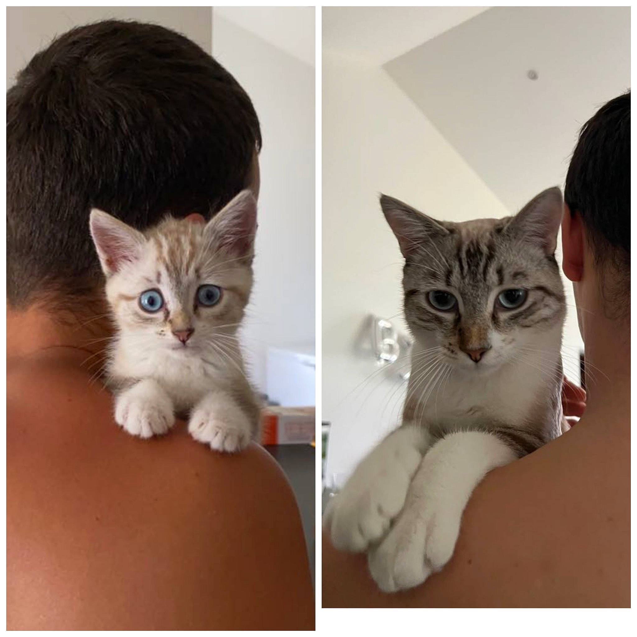 Simbou a rejoint le concours — aidez-le/la à gagner de superbes lots ! carnivore, cat, comfort, domestic_short_haired_cat, ear, eye, felidae, fur, gesture, hand, happy, iris, nose, paw, photo_caption, small_to_medium_sized_cats, snout, tail, whiskers, window