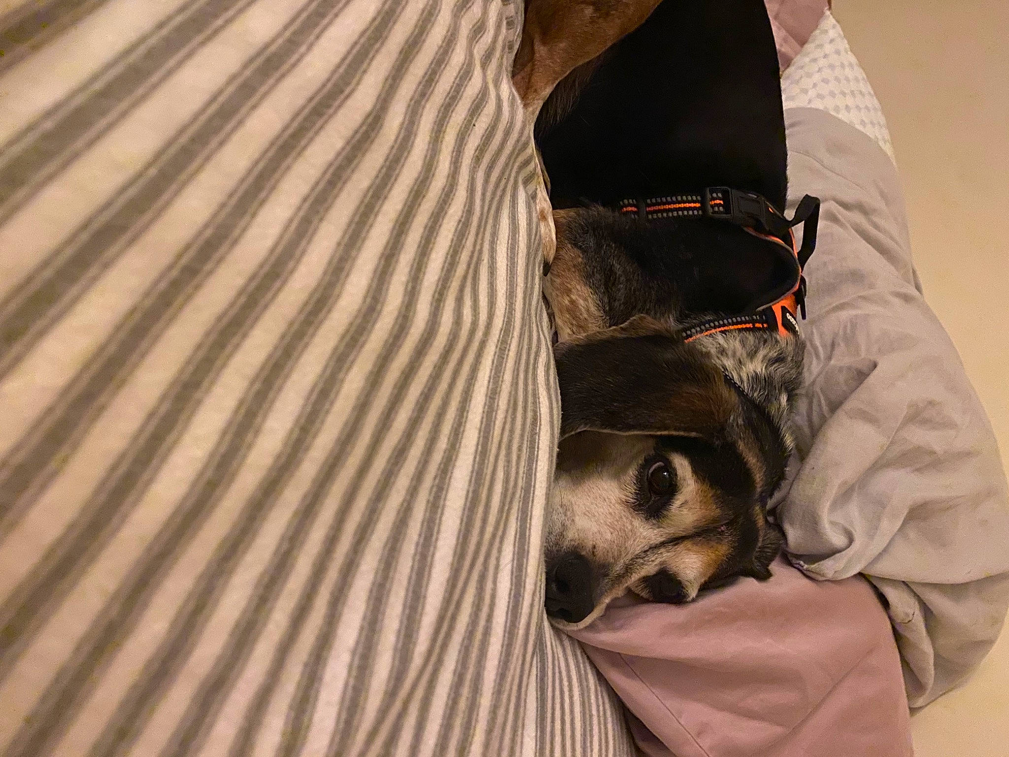 Ellie joined the competition — help win amazing prizes! aeolian_landform, comfort, eyewear, fashion_accessory, felidae, fur, hood, hoodie, jacket, landscape, linens, pattern, personal_protective_equipment, sitting, sleeve, top, uniform, wood, wrinkle