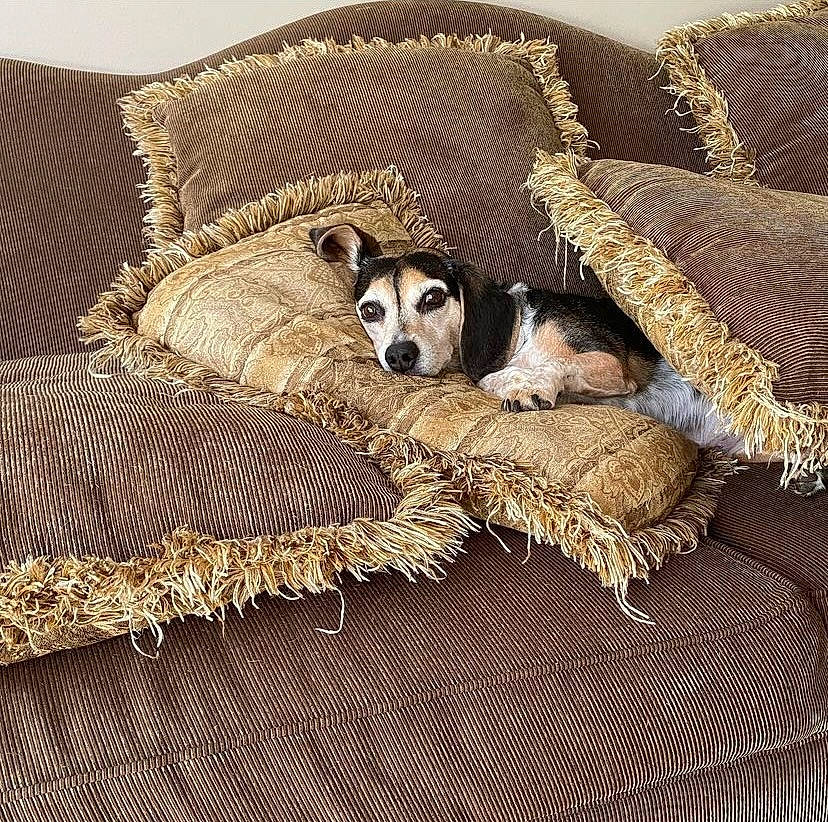 Ellie is registered to the contest to win money with this photo: basket, bedding, canidae, carnivore, comfort, companion_dog, dog, dog_breed, dog_supply, fawn, flooring, fur, linens, pattern, rectangle, rug, sporting_group, terrestrial_animal, wood, working_animal