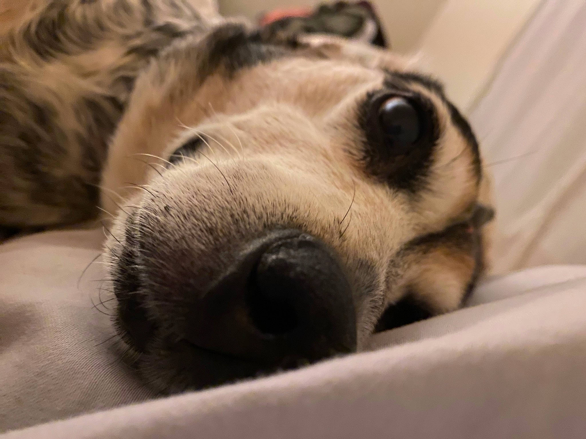 Ellie joined the competition — help win amazing prizes! canidae, carnivore, comfort, companion_dog, dog, dog_breed, ear, eye, fawn, fur, head, laptop, nap, paw, snout, sporting_group, terrestrial_animal, whiskers, wildlife, working_animal