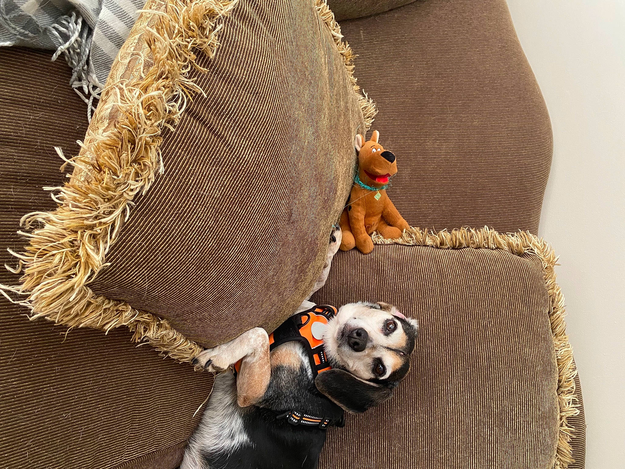 Ellie is registered to the contest to win money with this photo: canidae, carnivore, companion_dog, dog, dog_breed, dog_supply, eyewear, fashion_accessory, fawn, fur, hat, pet_supply, snout, sporting_group, stuffed_toy, sun_hat, sunglasses, toy, wood, working_animal