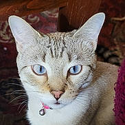 Princess is registered to the contest to win money with this photo: cat, blue_eyes, close_up, collar, bell, whiskers, indoor, fur, portrait, ears, nose, pink_collar, wooden_table, patterned_rug, domestic_cat, pet, looking_up, tabby, cute, bright_eyes
