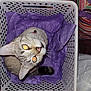 Princess joined the competition — help win amazing prizes! cat, pet, basket, purple_tissue, whiskers, eyes, plastic_basket, collar, bell, looking_up, close_up, indoor, fabric_bag, patterned_bag, floor, tail, portrait, playful, watermark, flash_reflection