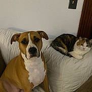 Zodi is registered to the contest to win money with this photo: dog, cat, couch, indoor, pet, animal, calico_cat, brown_dog, white_chest, ears, whiskers, fur, face, eyes, paws, wall, light_switch, cozy, relaxed, companions