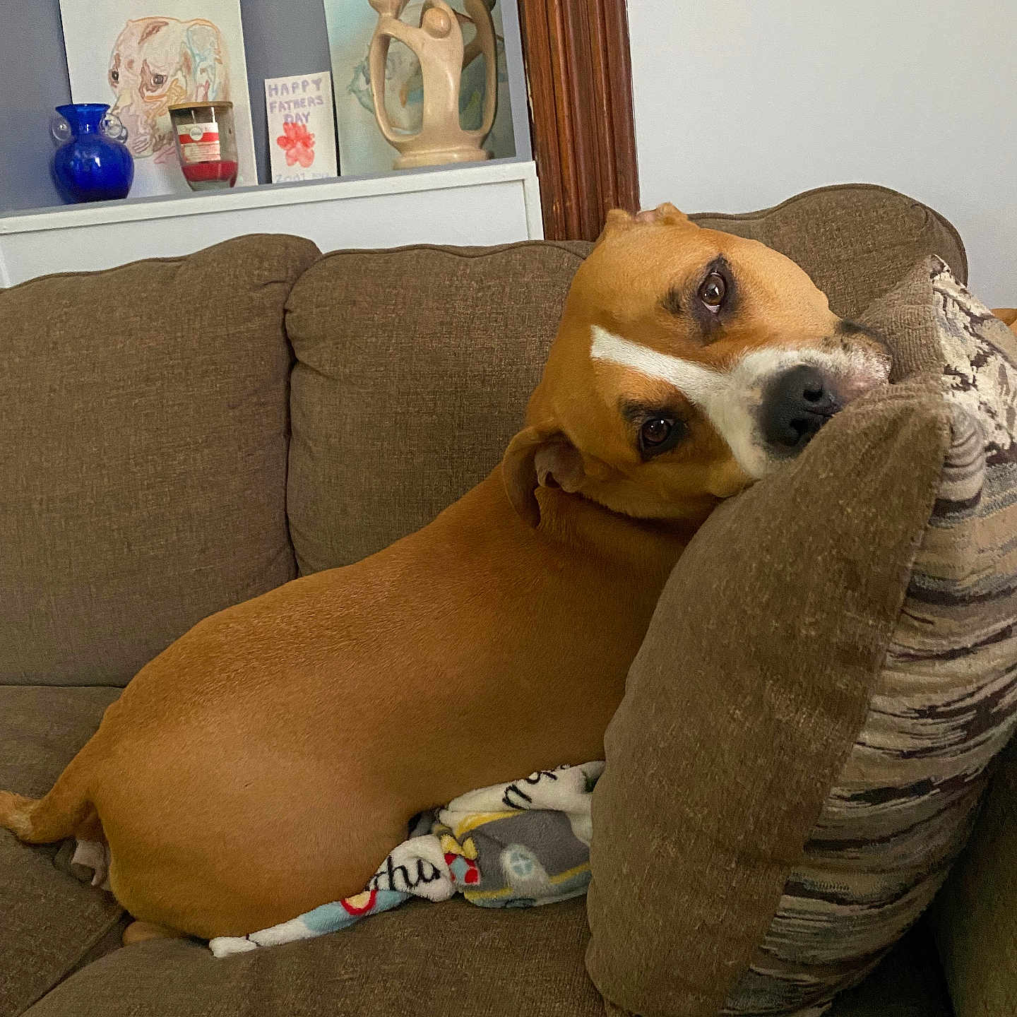 Zodi is registered to the contest to win money with this photo: animal, art, blanket, brown, card, comfort, couch, cozy, cushion, decorations, dog, father_day, furniture, home, indoor, looking, pet, relaxed, resting, sculpture