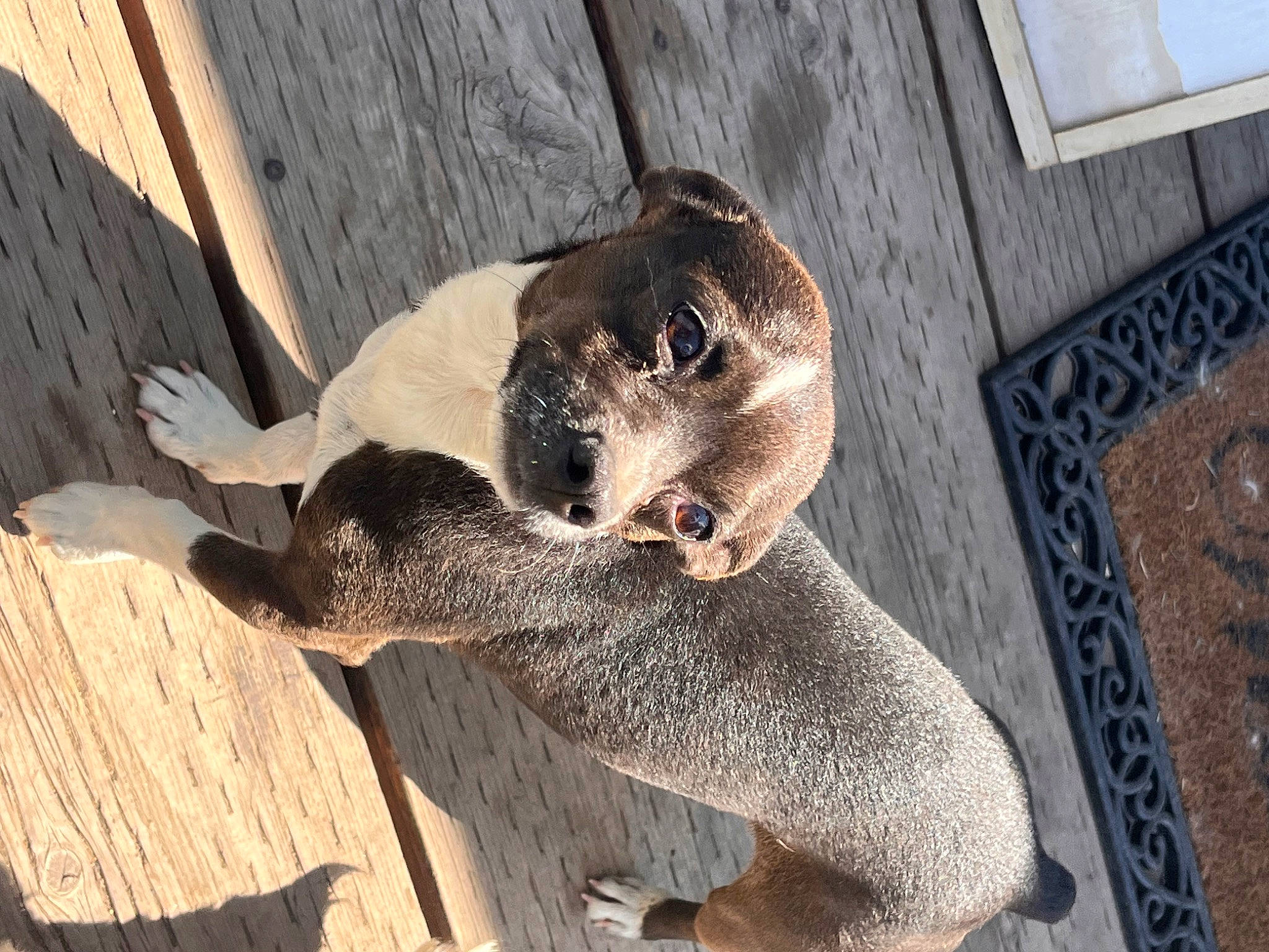 Bunny joined the competition — help win amazing prizes! carnivore, collar, comfort, dog, dog_breed, fawn, felidae, flooring, foot, fur, hardwood, paw, snout, sporting_group, tail, terrestrial_animal, whiskers, wildlife, wood, working_animal