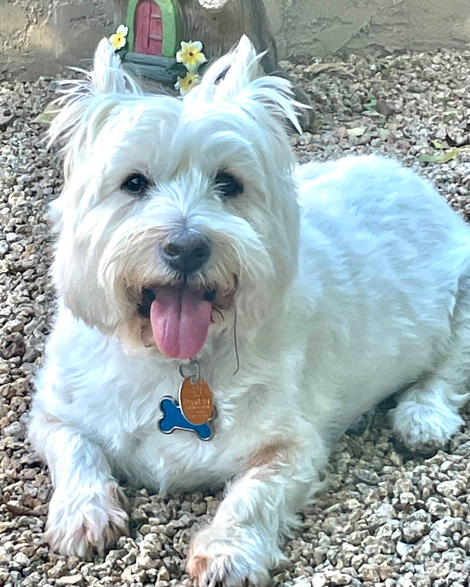 Riley joined the competition — help win amazing prizes! canidae, carnivore, collar, companion_dog, dog, dog_breed, dog_collar, dog_supply, foot, fur, grass, non_sporting_group, paw, small_terrier, snout, sporting_group, terrier, toy_dog, working_animal