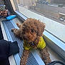 puppy, dog, yellow_shirt, windowsill, vent, indoor, person, phone, urban, cityscape, building, curious, brown, fluffy, pet, window, resting, closeup, cute, companion